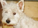 Femela West Highland White Terrier - Westie
