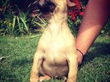 Fetite amstaff