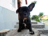 Fetite french bulldog