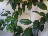 Ficus,inalt 2.5m
