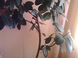 Ficus - planta care purifica aerul in camera