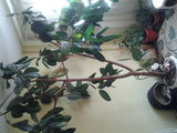 FICUS pt birou sau casa