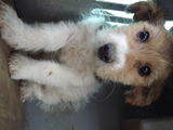 Fox Terrier
