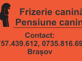 Frizerie Canina Brasov