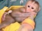 Frumoase și joviale maimuțe capucine pentru adopție