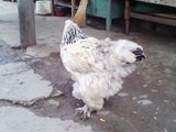 gaini brahma
