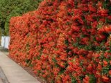 gard viu pyracantha