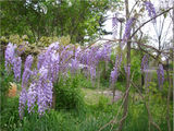 GLICINA-SALCAM ALBASTRU-VISTERIA