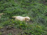 Golden Retriever 3 luni este vaccinat si are pedigree