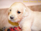 Golden Retriever de vanzare