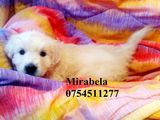 Golden retriver
