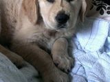 golden retriver de vanzare