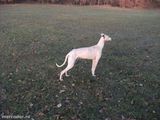greyhound ogar