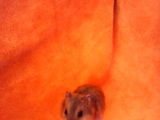 Hamsteri pitici
