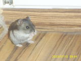 Hamsteri pitici