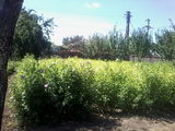 hibiscus.buxus.albizia.catalpa