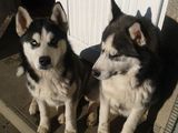 husky 6 luni mascul si femela