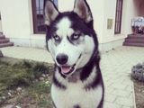 Husky pentru monta