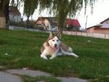 husky siberian 10 luni