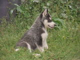 Husky siberian