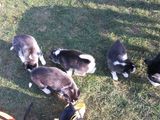 Husky Siberian