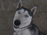 Husky Siberian