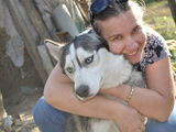 Husky siberian