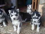 Husky Siberian