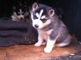 Husky siberian