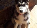 Husky Siberian