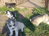 husky siberian