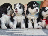 Husky Siberian De Vanzare