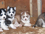husky siberian in toata tara toate culorile
