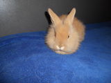 iepure angora pitic