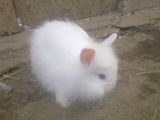 IEPURI DE ANGORA SI CAP DE LEU