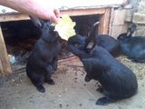 Iepuri negru vienez