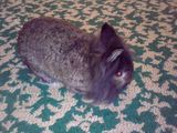 imperechez gratis iepure de angora - cap de leu mascul