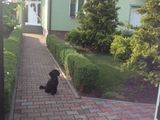 Inchiriez parter casa , central , 90 mp