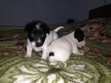 Jack russell terrier