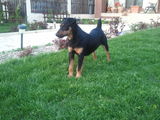 jagd terrier