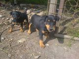 jagdterrier pui 2 luni