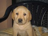 Labrador golden retriever