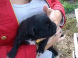 Labrador negru (mascul) de vanzare