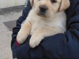 Labrador retriever