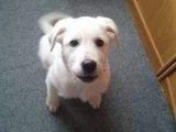 Labrador Retriever Alb - Masculin 4 luni jumate