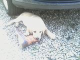 Labrador retriver - 3 luni