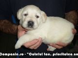 Labrador si Golden Retriever de vanzare