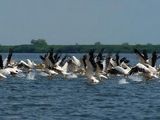 Lac Razim - Delta - Teren zona Turistica (jud. Tulcea)