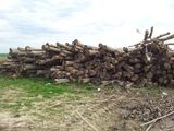 lemn de plop