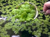 LIMNOBIUM LAEVIGATUM (planta de suprafata)